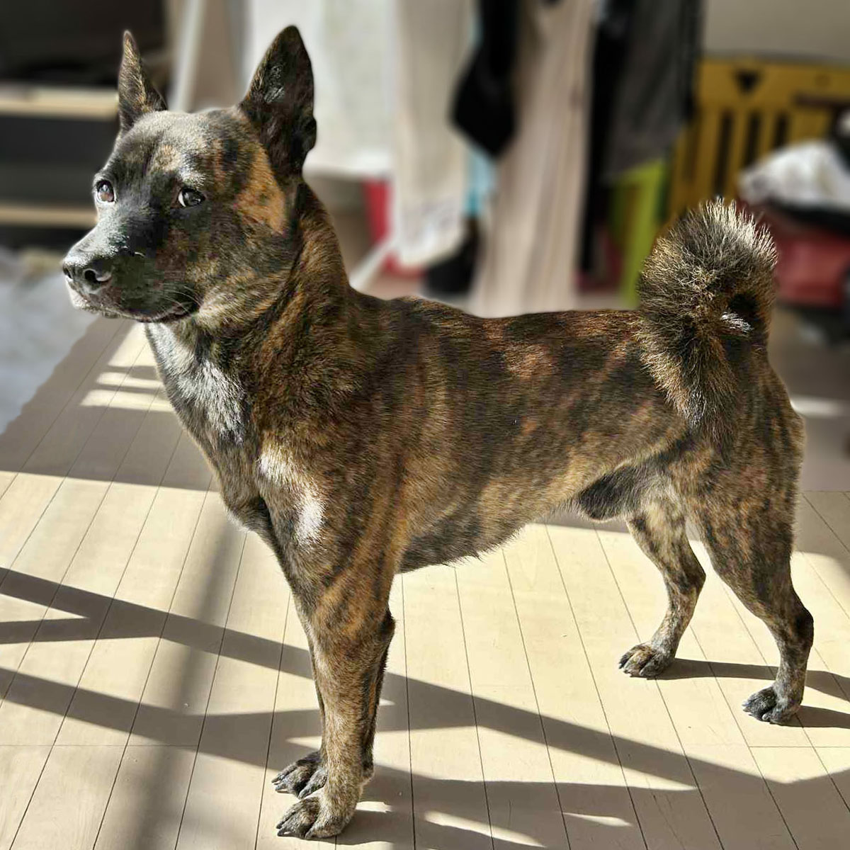 �F�����̈����