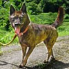三股乃柚子(宮崎県北諸県郡三股町の犬舎所有)